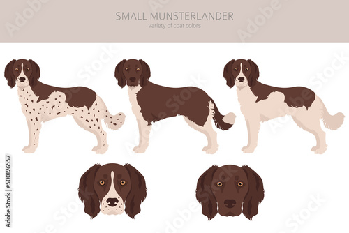 Small Munsterlander coat colors, different poses clipart