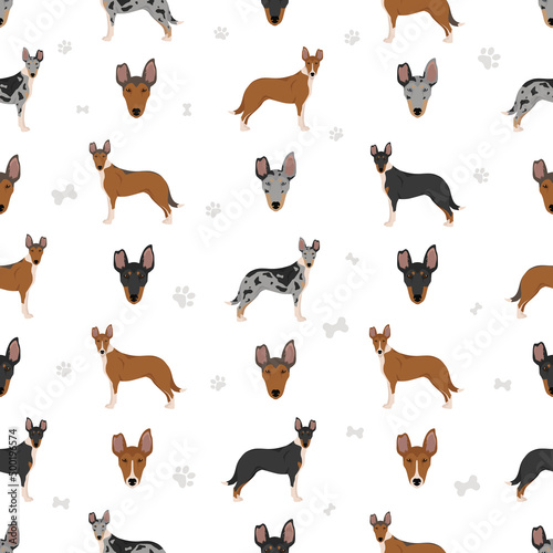 Smooth Collie coat colors, different poses seamless pattern