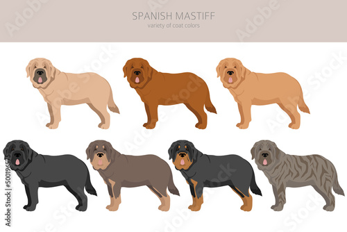 Spanish Mastiff coat colors, different poses clipart