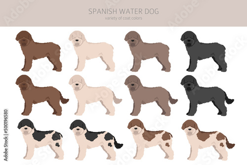 Spanish water dog coat colors  different poses clipart