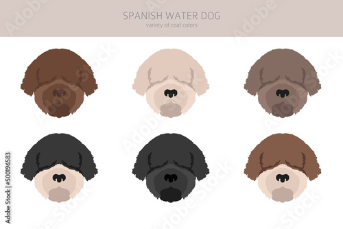 Spanish water dog coat colors, different poses clipart
