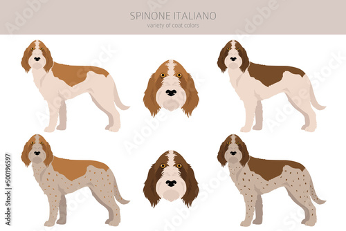 Spinone Italiano coat colors, different poses clipart