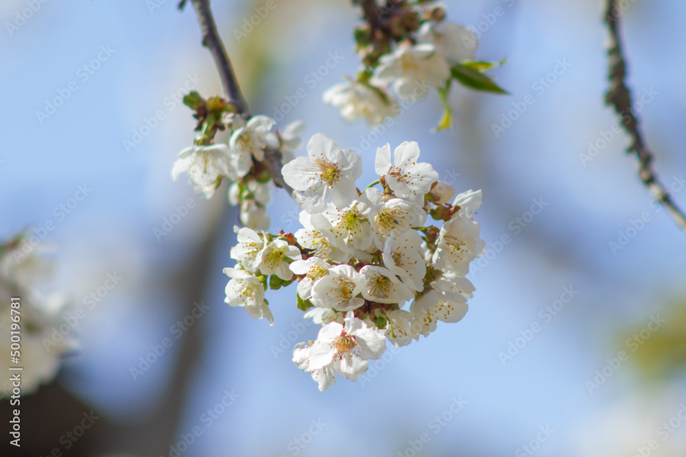 Almond blossom,blossoming almond branches, flowering on the branch of an almond tree.Beautiful spring floral , Natural light