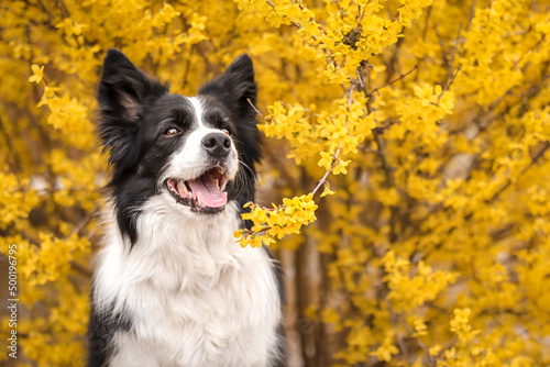 Smiling Portrait of Border Collie with Forsythia in Spring. Happy Black and White Dog with Yellow Blooming Shrub in the Garden. © nicolecedik