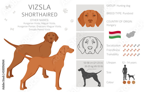 Vizsla shorthaired clipart. Different poses, coat colors set