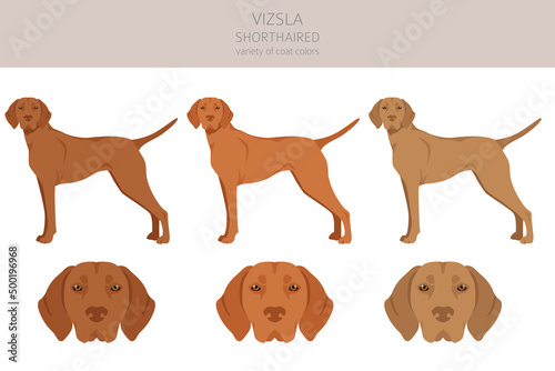 Vizsla shorthaired clipart. Different poses, coat colors set
