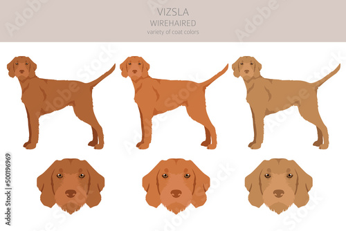 Vizsla wirehaired clipart. Different poses, coat colors set