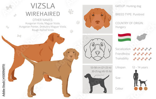 Vizsla wirehaired clipart. Different poses, coat colors set