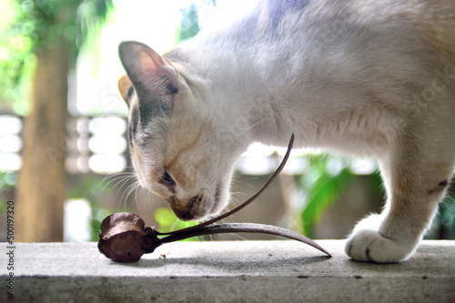 Cat play with seed of Gurjan tree photo