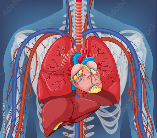 X-ray of human body with internal organs