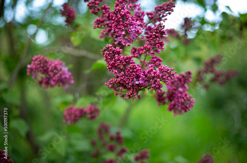 Blooming lilac bush in the garden spring concept