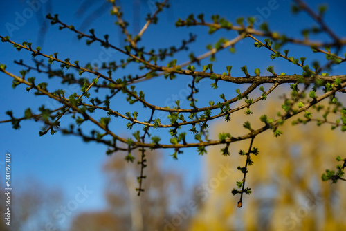 Fresh young green leaves of twig tree growing in spring.