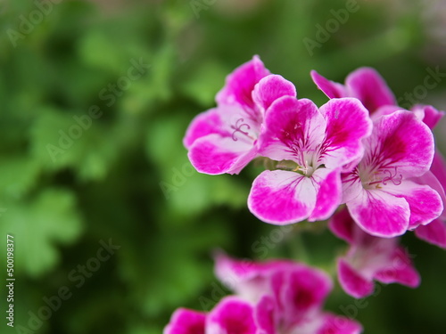 鮮やかなピンクのナデシコのクローズアップ
