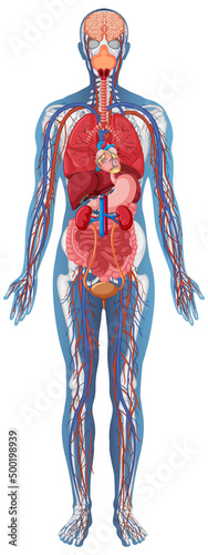 Anatomical Structure Human Body