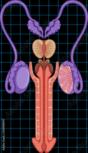 Male reproductive system with genital