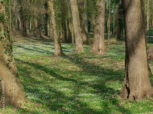 Park dworski w mieście Iłowa w Polsce. Wiosna w parku. Drzewa nie posiadają jeszcze liści. Ziemię porasta zielona trawa i zawilce, których liczne kwiaty tworzą białe dywany.