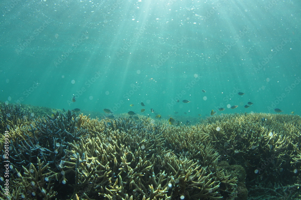 Fototapeta premium 石垣島北部のサンゴ礁