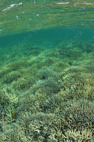 Fototapeta Naklejka Na Ścianę i Meble -  石垣島北部のサンゴ礁