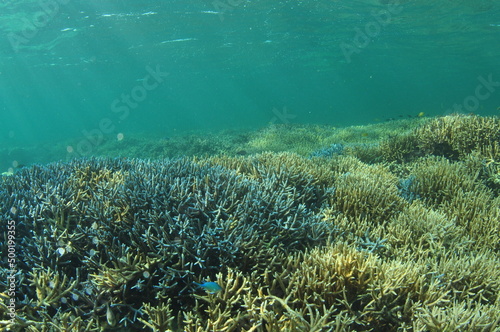Fototapeta Naklejka Na Ścianę i Meble -  石垣島北部のサンゴ礁