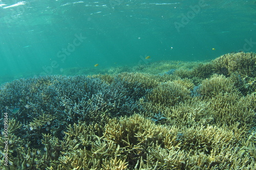 石垣島北部のサンゴ礁
