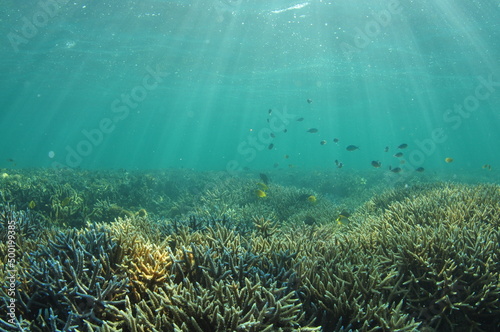石垣島北部のサンゴ礁