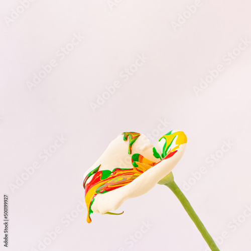 Creative idea made of dripping green, yellow and red paint on white fresh flower on bright background. Minimal vivid spring or summer concept. Vibrant colorful nature idea. Copy space. Front view.