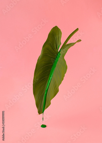 Creative composition made of dripping green paint on big leaf against bright pink pastel background. Vivid summer or spring idea. Minimal colored nature concept.