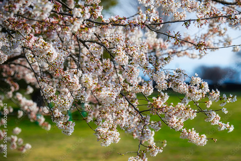 Fototapeta premium 快晴の春の日に桜が満開に咲いている風景
