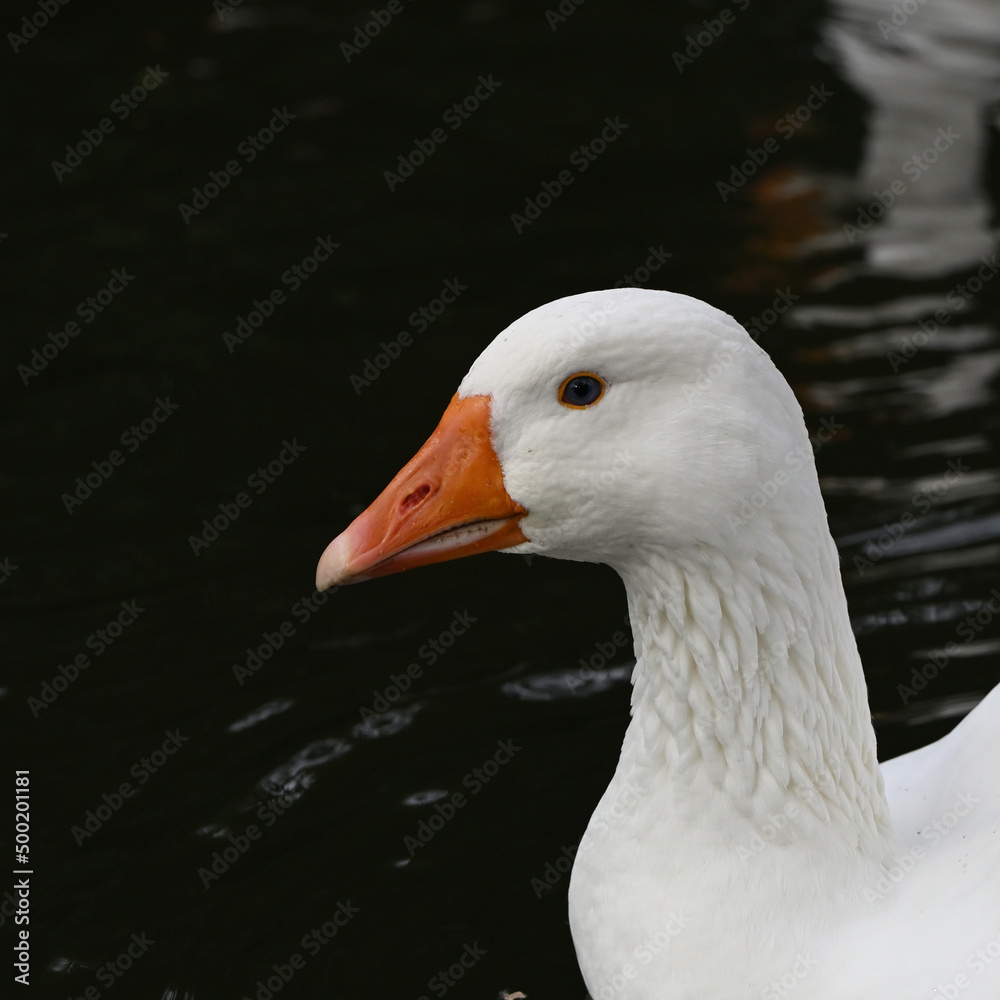 Close up shot of the head of a white goose, with an orange bill, as it sits in the water Close up shot of the head of a white goose, with an orange bill, as it sits in the water
