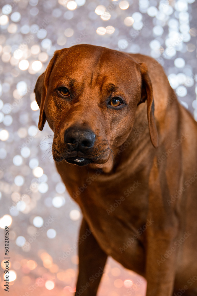 funny Rhodesian Ridgeback dog with tongue out on festive background