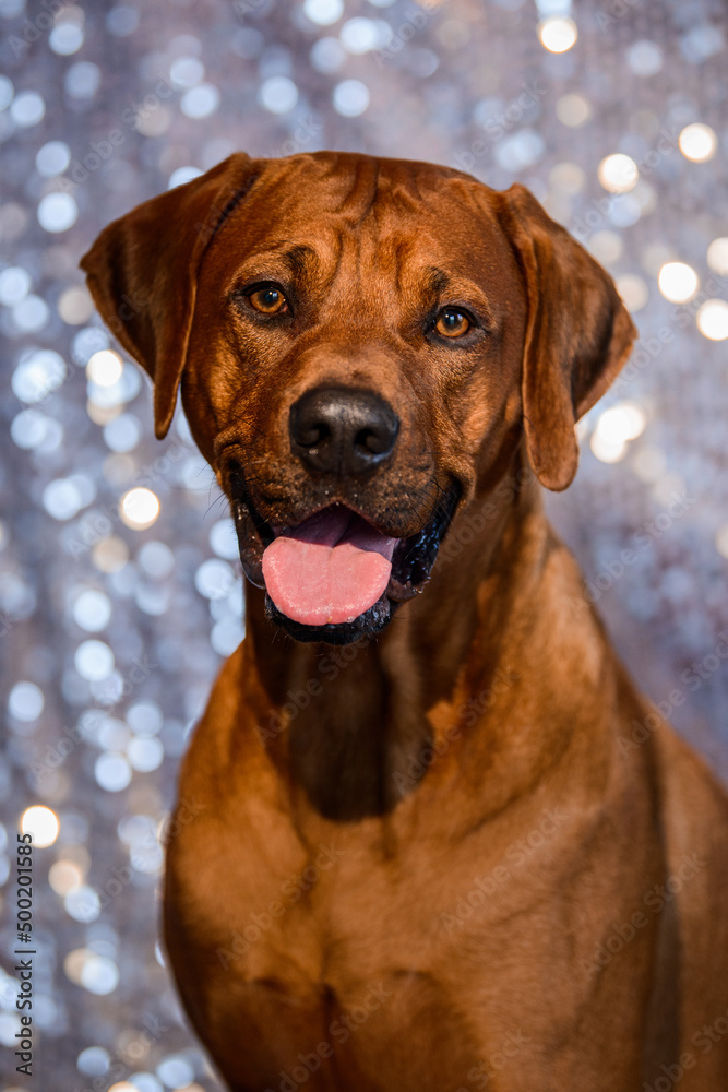 funny Rhodesian Ridgeback dog with tongue out on festive background