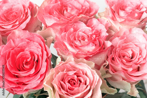 Pink roses floral background. Bouquet of fresh flowers close up.