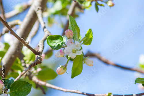 Close up of Tight cluster and Pink Bud growth stages on apple tree