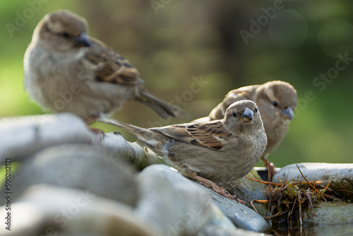 House sparrows, females on stones at a bird watering hole. Czechia. Europe.