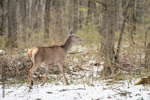 Deer standing in a forest