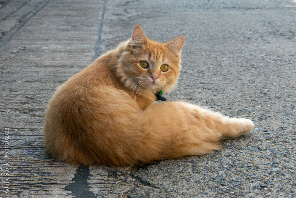 Yellow cat lying on concrete floor, Looking at space with blurred background. Yellow cat lying on concrete floor, Looking at space with blurred background.