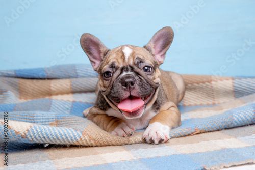 Fototapeta Naklejka Na Ścianę i Meble -  cute little french bulldog puppy on blue background, cute pet concept