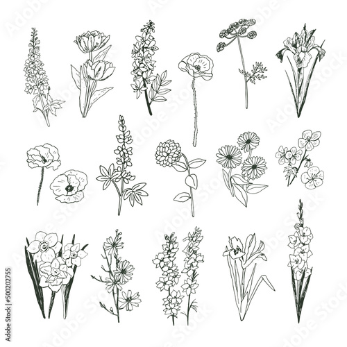 Garden flowers vector hand drawn illustrations line set © GooseFrol