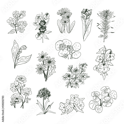 Garden flowers vector hand drawn illustrations line set