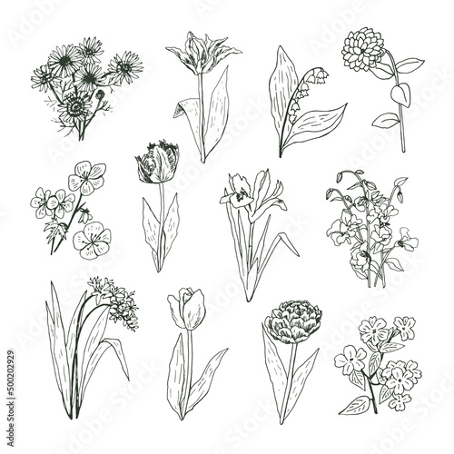 Garden flowers vector hand drawn illustrations line set photo