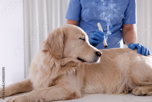Obraz na płótnie Veterinary holding moxa stick near cute dog in clinic, closeup