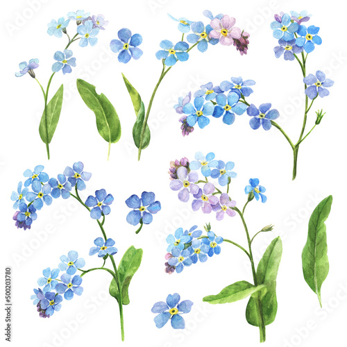 Watercolor spring flowers - forget me nots. Set of flowers, botanical illustration