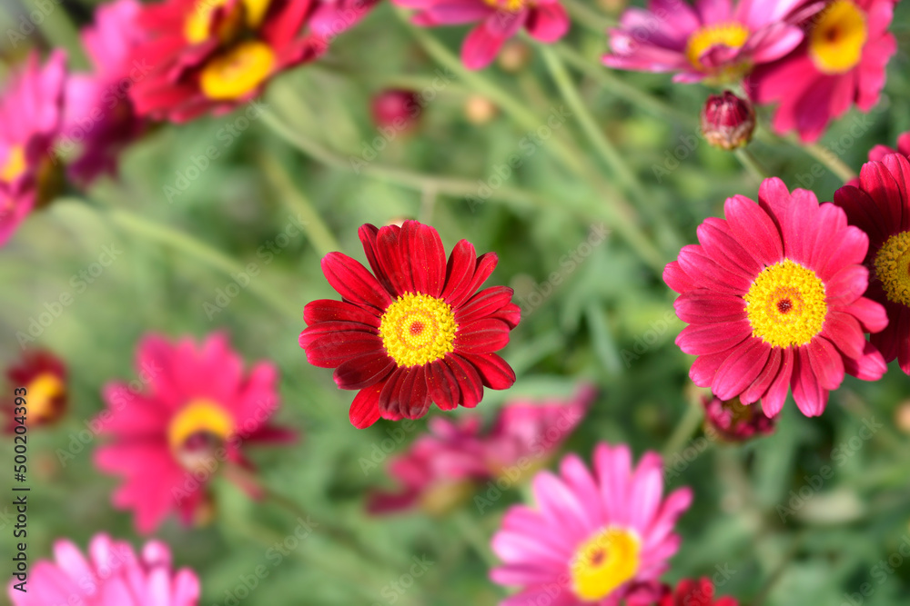 Obraz premium Marguerite daisy