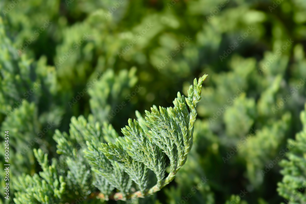 Creeping juniper Blue Chip Creeping juniper Blue Chip