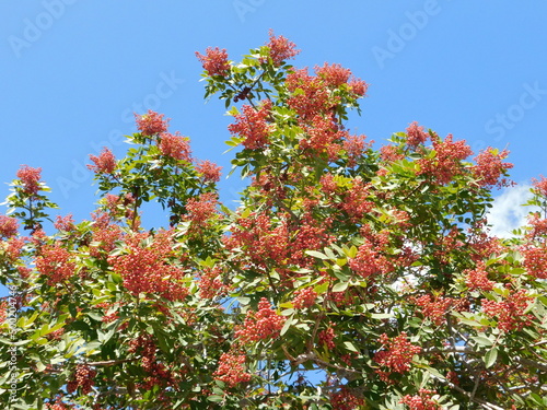 A mastic tree, or Pistacia lentiscus, with fruit, in Attica, Greece photo