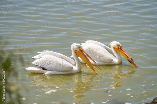 A pair of American white pelicans swim in the lake. 