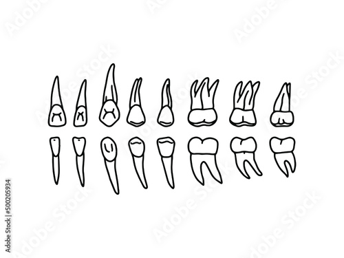 Human lower and upper jaw teeth. Outline, anatomical, hand drawn illustration on white background. Vector Stock.