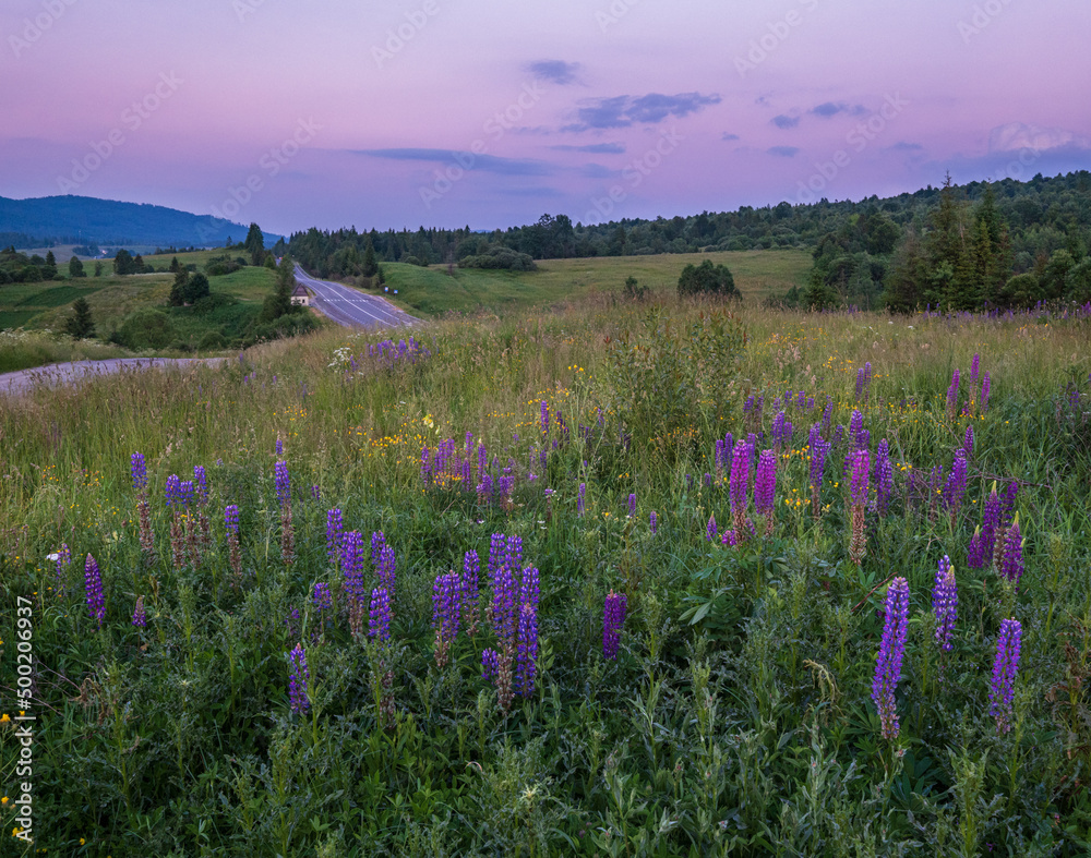Obraz premium Twilight June Carpathian mountain countryside meadows. with beautiful wild flowers