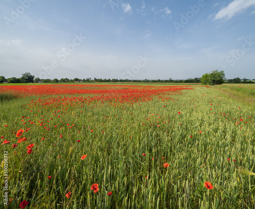 Wheat field and red poppy flowers  Ukraine
