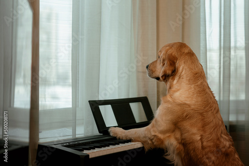A dog playing a musical synthesizer. Golden Retriever looking out the window.